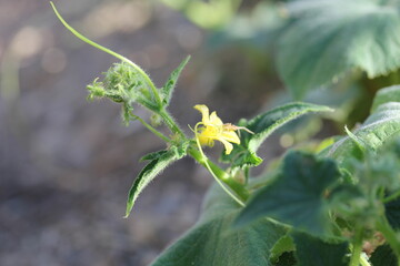 Cucumber | Concombre