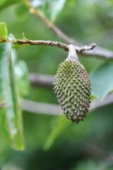 Soursop | Corsossol