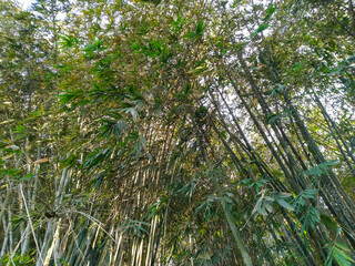bamboo tree in the indonesian bamboo forest 