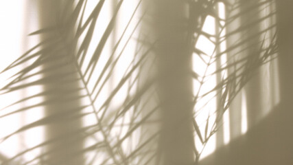 Morning sun lighting the room, shadow background overlays. Transparent shadow of tropical leaves....
