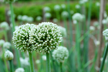 Onion seeds and seed head grows in the garden.