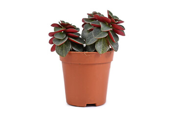 Small 'Peperomia Verticillata Red Log' succulent house plant in plastic flower pot on white...