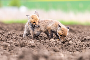 Cute Red Fox, Vulpes vulpes in fall forest. Beautiful animal in the nature habitat. Wildlife scene from the wild nature. Red fox running in orange autumn leaves