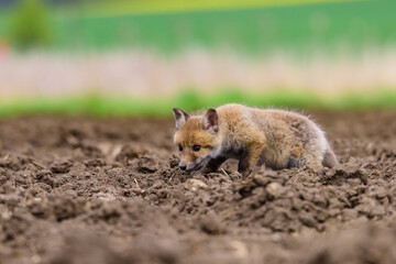Cute Red Fox, Vulpes vulpes in fall forest. Beautiful animal in the nature habitat. Wildlife scene from the wild nature. Red fox running in orange autumn leaves