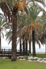 Obraz premium Date | Datte