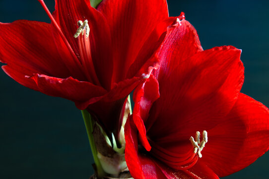 Close up of a red amaryllis on dark background