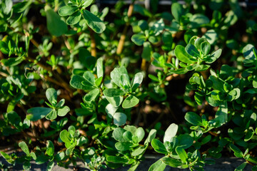 Fototapeta na wymiar Many vivid green fresh leaves of Portulaca oleracea plant, commonly known as purslane, duckweed, little hogweed or pursley, in a garden in a sunny summer day, beautiful outdoor floral background .