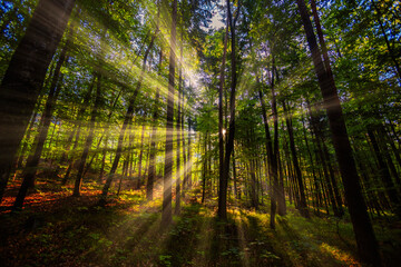 beautiful sun rays in morning forest 