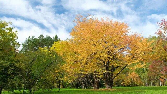 Time lapse Video of a bird-cherry tree with yellow leaves in a botanical garden in the autumn season