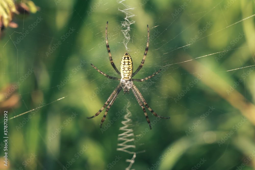 Poster Cobweb or spider's web against a natural background, Dew drops on a spider .
