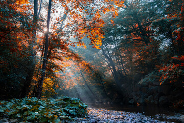 morning sun rays in autumn forest by the river 