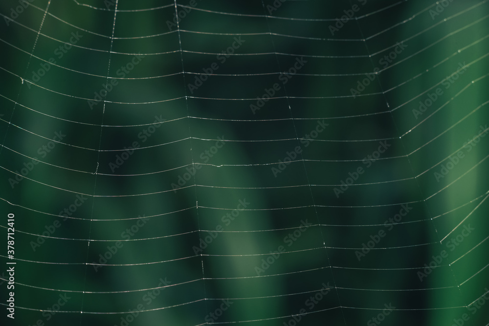 Poster cobweb or spider's web against a natural background, dew on a spider .