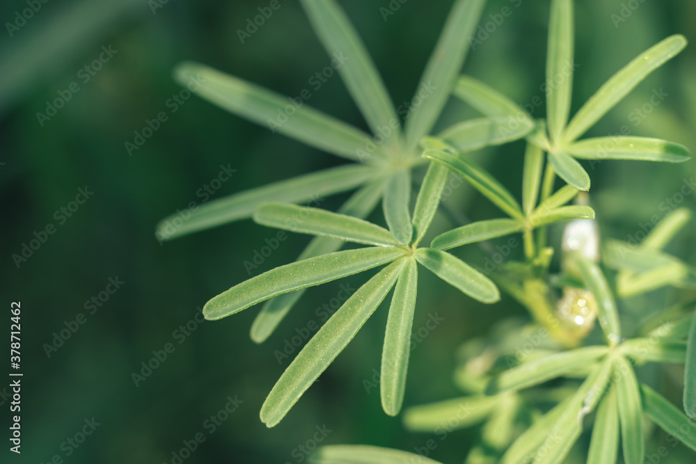 Poster Green leaves and broad bean summer in the meadow. Nature background pattern texture for design.