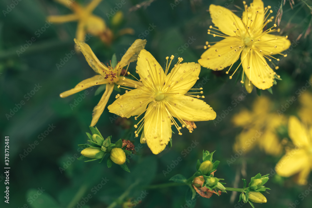 Poster green leaves and yellow flowers of a wild greater burdock in summer in the meadow. nature background