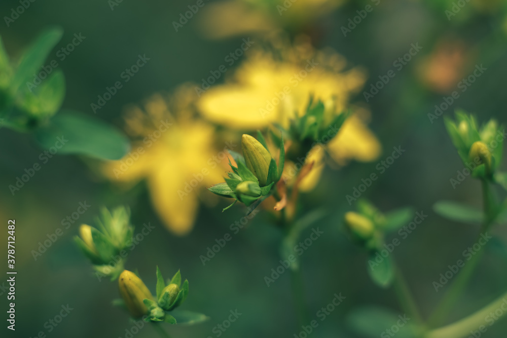 Poster green leaves and yellow flowers of a wild greater burdock in summer in the meadow. nature background