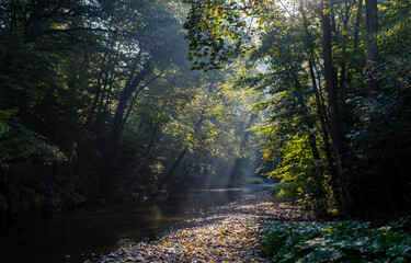 sunrise rays above river in green forest