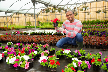 Fototapeta na wymiar Adult man is taking care of blooming flowers on his work place in greenhouse