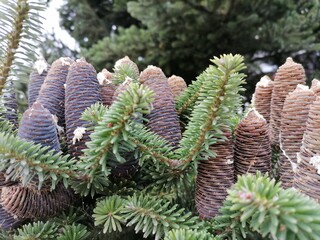 Choinka szyszki © Mariusz