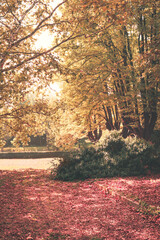 Fototapeta na wymiar View of autumn park, outdoors