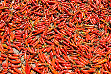  India Red chillies peppers kept for drying in the terrace.