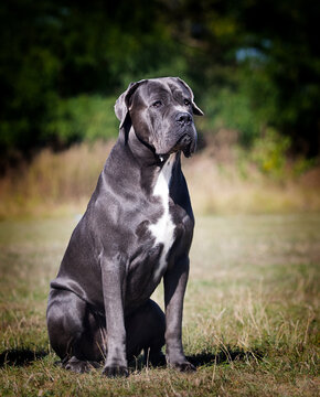 big dog cane corso on green grass
