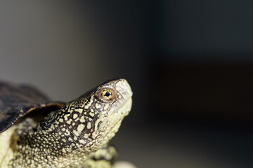 close up European Swamp Turtle isolated