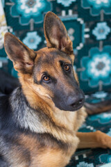 portrait of beautiful young german shepherd dog with brown smart eyes and funny big ears on colorful green sofa background