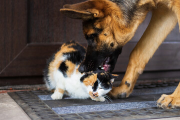 young german shepherd dog bites playing tricolor cat on the doorstep of the house, dog catches fleas for cat, relationship like cat with dog, dog attack on cat
