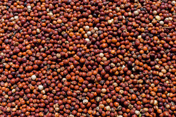 Red Pigeon Peas (Cajanus cajan) harvested and dry in the sun.