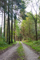 A pathway in the big green forest