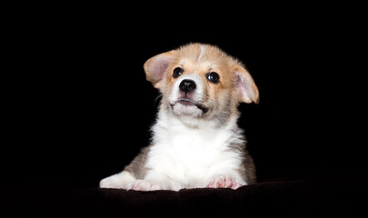 welsh corgi puppy lies on a dark background