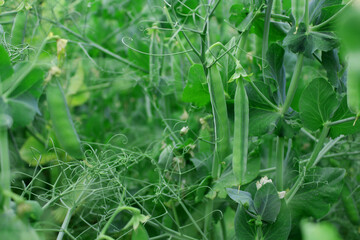 Green peas grow in pods. Organic food.