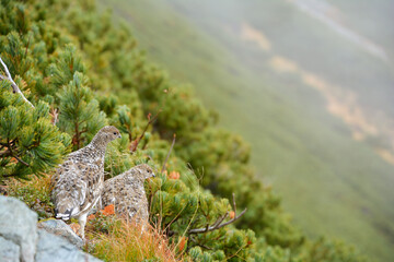 雷鳥。横顔。絶滅危惧種。北アルプス。野鳥。成鳥。2羽。若鳥。雛。巣立ち。霧。ハイマツの森。警戒。斜面。野生動物。高山植物。