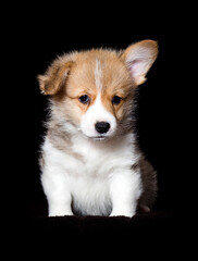 small red welsh corgi puppy sitting on a dark background