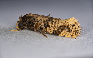 tiny hairy moth