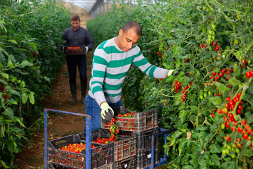 Latino and caucasian men harvesting tomatoes at vegetable farm, seasonal horticulture