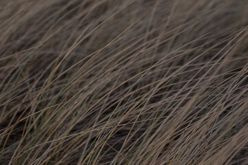 Closeup of long brown grass straws on a field