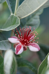 Feijoa | Feijoa