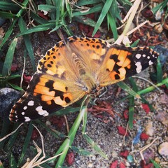 Painted lady butterfly on a background of green