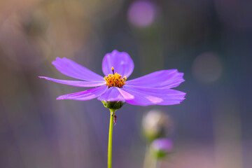 Purple flower of Cosmos bipinnatus, commonly called the garden cosmos or Mexican aster in macro...