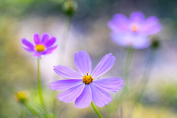 Fototapeta premium Purple flower of Cosmos bipinnatus, commonly called the garden cosmos or Mexican aster in macro lens shoot.
