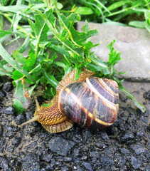 Snail crawling on the road after the rain