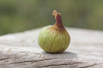 Fig [ Figue