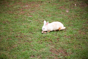 Naklejka na ściany i meble A white rabbit walking on the green grass