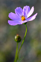 Obraz premium Purple flower of Cosmos bipinnatus, commonly called the garden cosmos or Mexican aster in macro lens shoot.