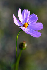 Purple flower of Cosmos bipinnatus, commonly called the garden cosmos or Mexican aster in macro lens shoot.