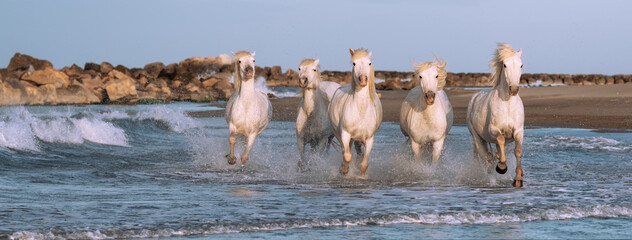 White horses in Camargue, France.