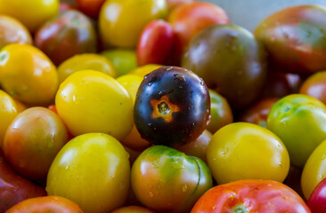A beautiful black prince tomato with drops of water, lies in a basket with other red and yellow tomatoes