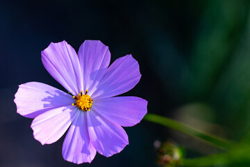 Fototapeta premium Purple flower of Cosmos bipinnatus, commonly called the garden cosmos or Mexican aster in macro lens shoot.