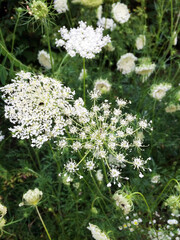 Flowers of the fossil wood